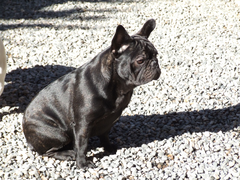 Fleur de molosse Land