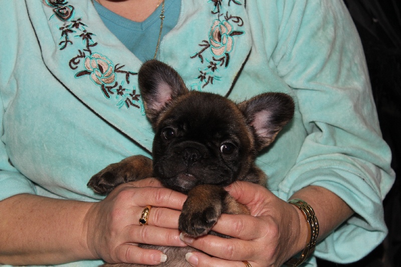 Hello angie de molosse Land