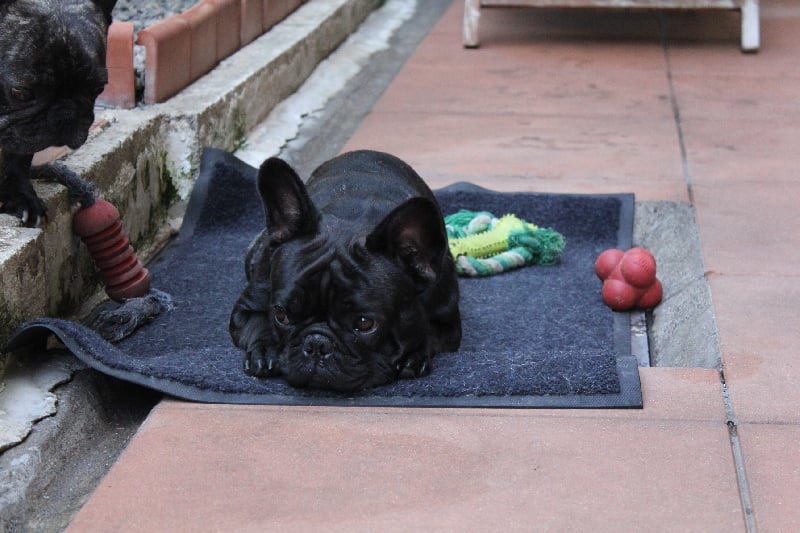 Fleur de molosse Land