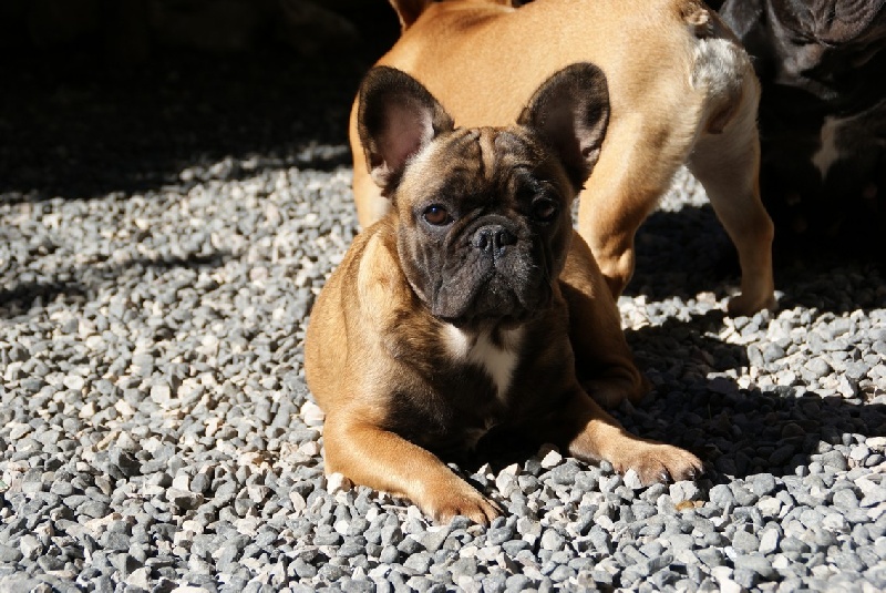 Hello angie de molosse Land