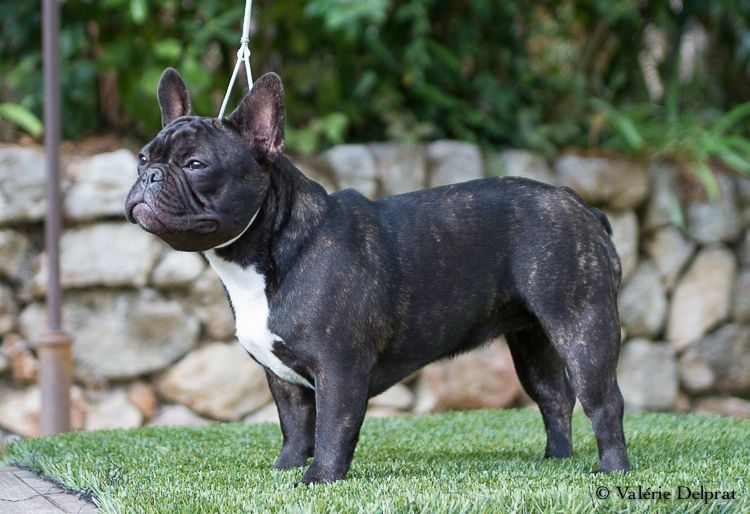 CH. I'm love gina de molosse Land