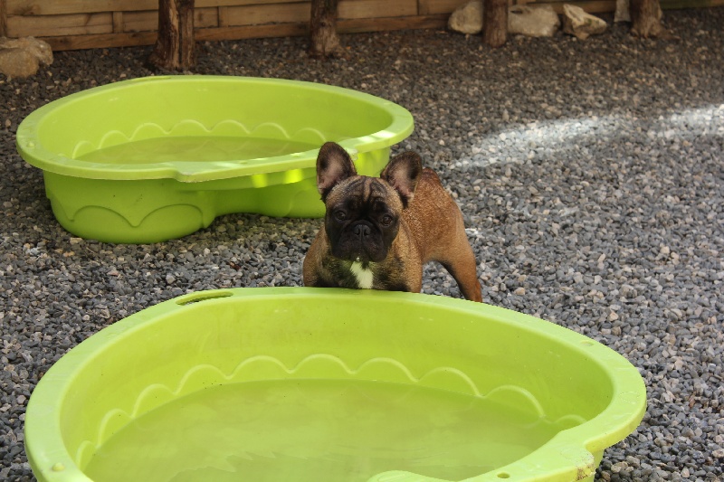 Hello angie de molosse Land