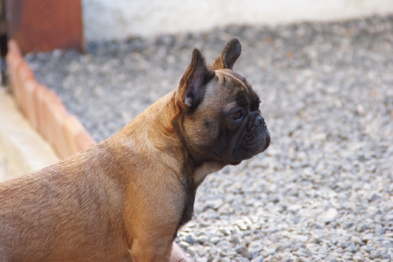 Hello angie de molosse Land