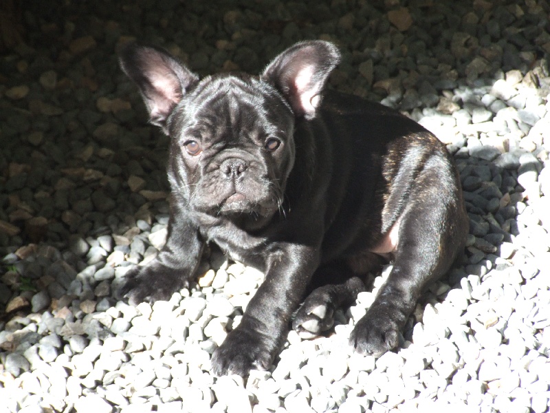 Fleur de molosse Land