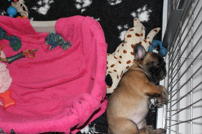 Hello angie de molosse Land