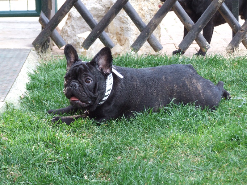 Fleur de molosse Land