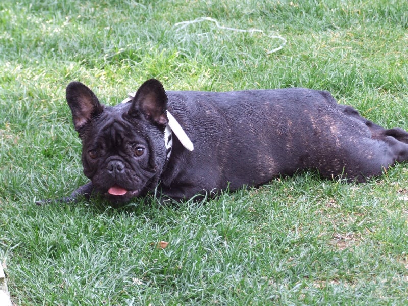 Fleur de molosse Land