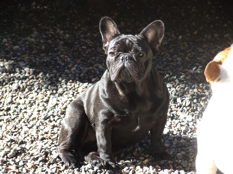 Fleur de molosse Land