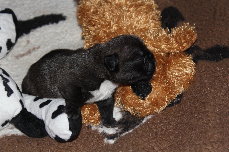 CH. I'm love gina de molosse Land