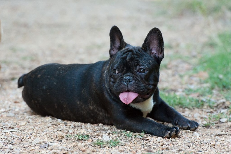 CH. I'm love gina de molosse Land