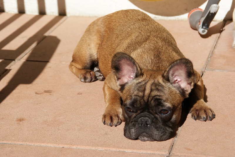 Hello angie de molosse Land