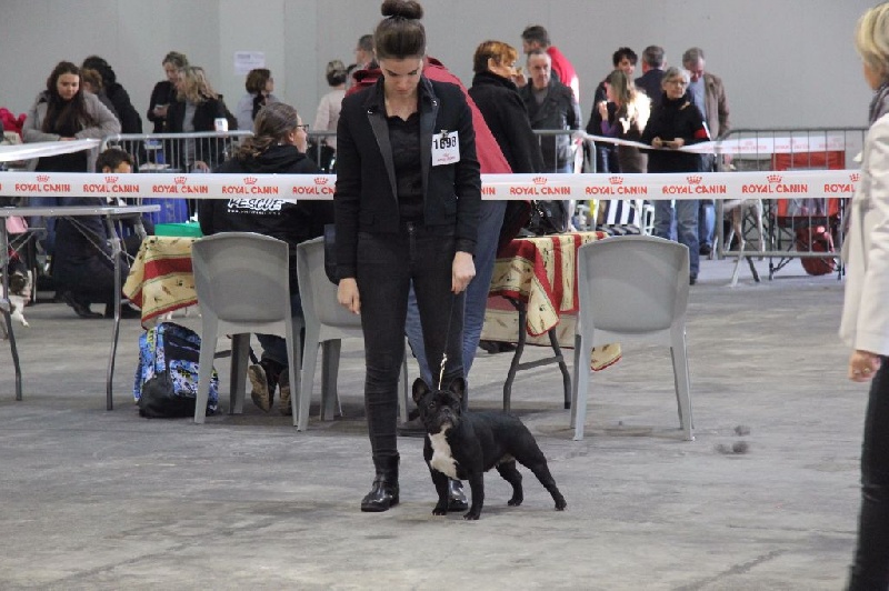 CH. Little diane de molosse Land - 2ème Excellent classe intermédiaire