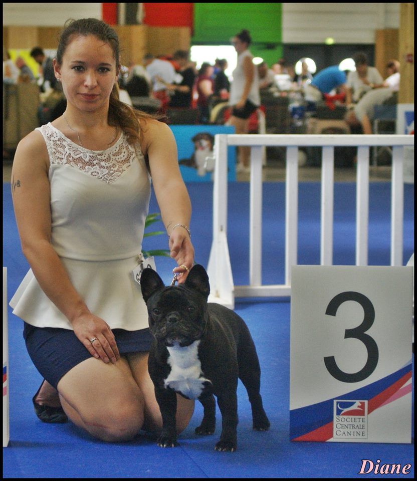 CH. Little diane de molosse Land - 3ème Excellent classe ouverte