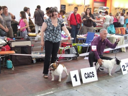 Cosac du Vallon de Beaumont - 1er excellent CACS et RCACIB ouverte
