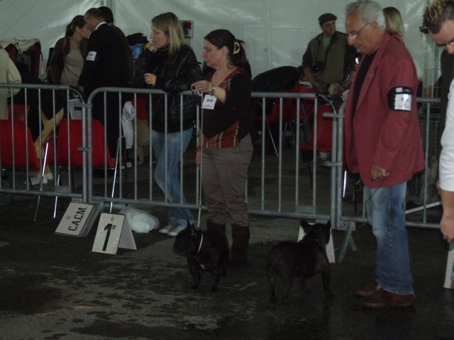 Diane du Vallon de Beaumont - très bon non classé en classe ouverte