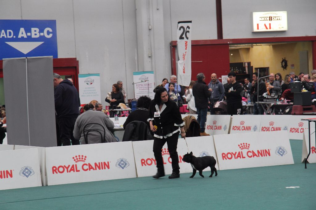 CH. Little diane de molosse Land - Excellent Non Classé en classe ouverte