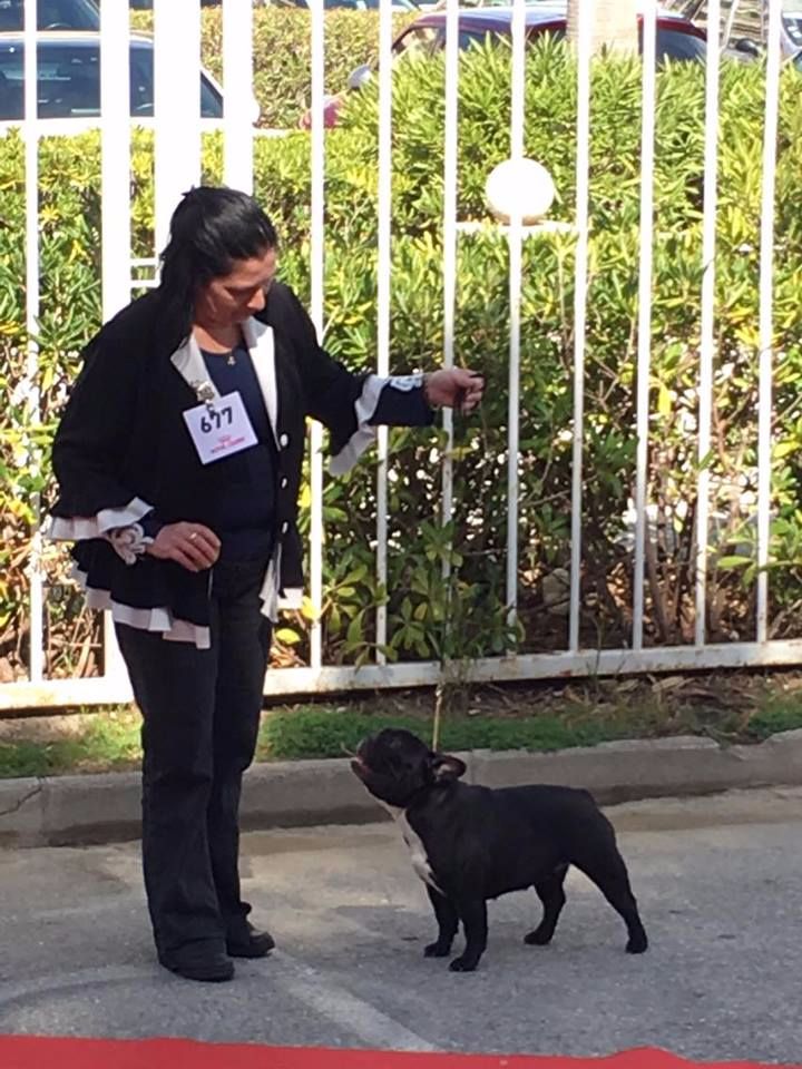 CH. Little diane de molosse Land - 1er excellent R.CACS classe ouverte