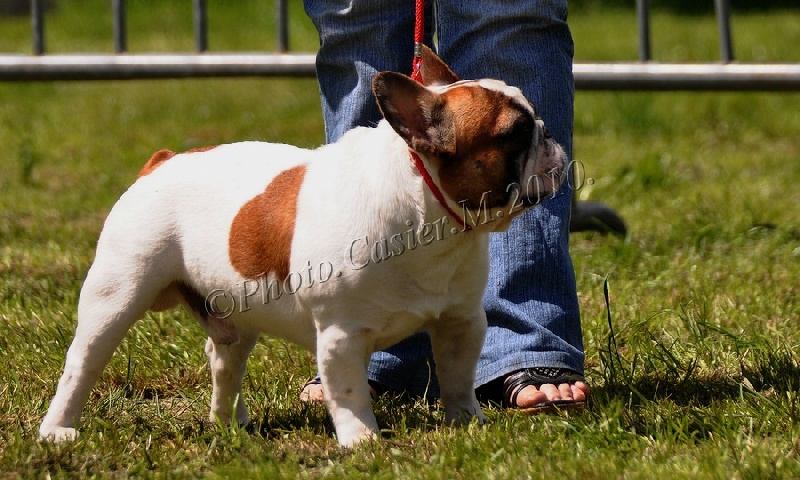 Cosac du Vallon de Beaumont - 1er excellent classe ouverte