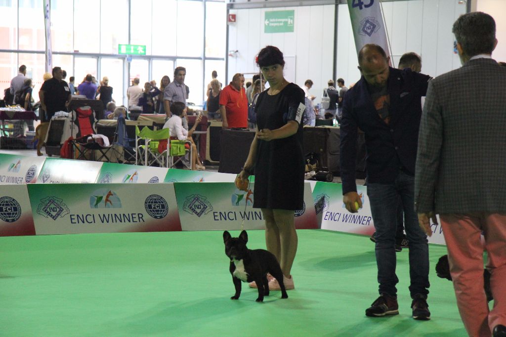 CH. Little diane de molosse Land - 1ère Excellent CAC CACIB BOS classe ouverte