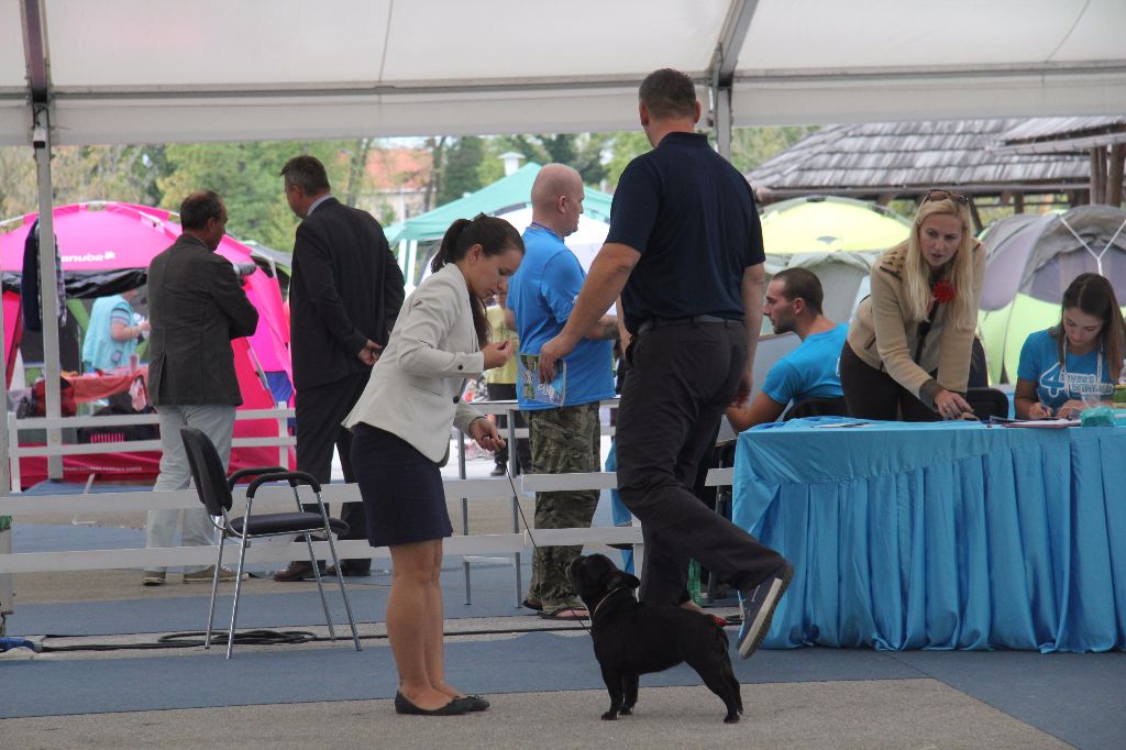 CH. Little diane de molosse Land - 1ere excellent CAC R.CACIB classe champion