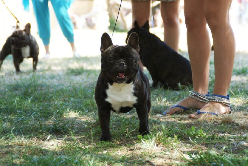 Garet dit zeus de molosse Land - 1er excellent CACS classe intermédiaire