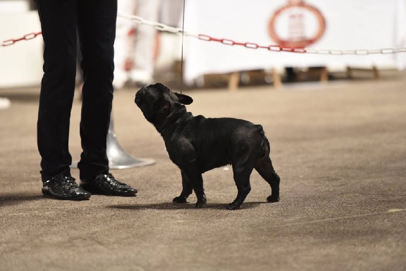 CH. Little diane de molosse Land - 1ère Excellent CAC BOB R.BOG classe intermédiaire