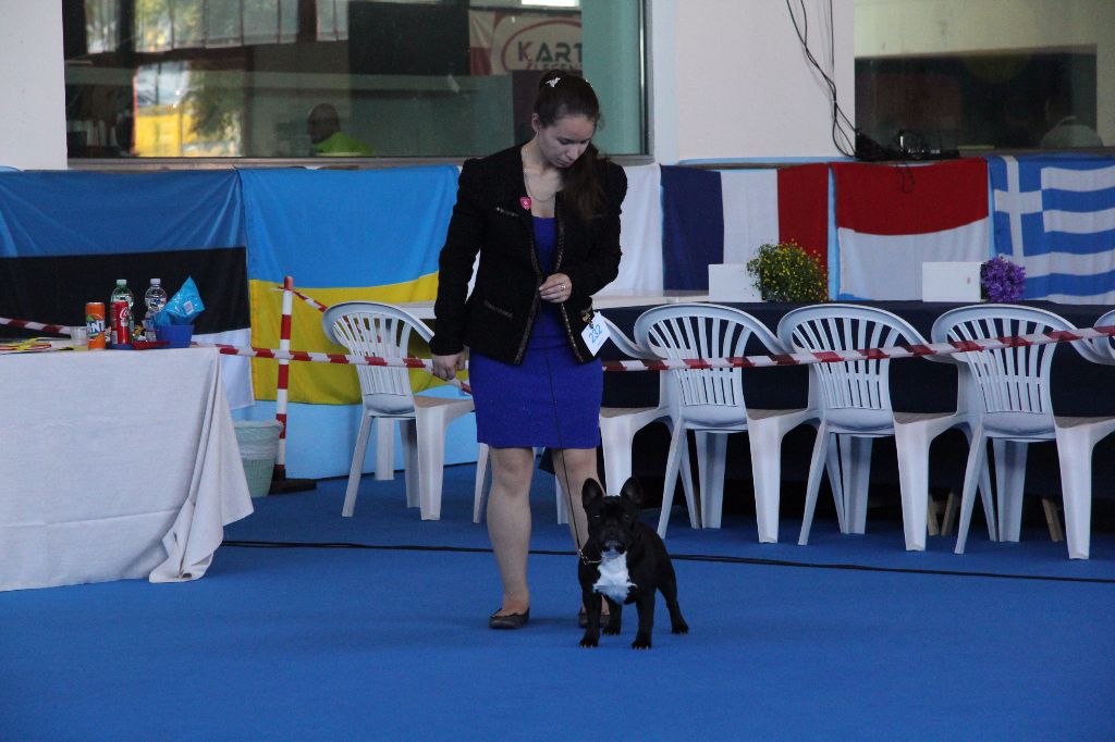 CH. Little diane de molosse Land - 2ème très bon classe ouverte