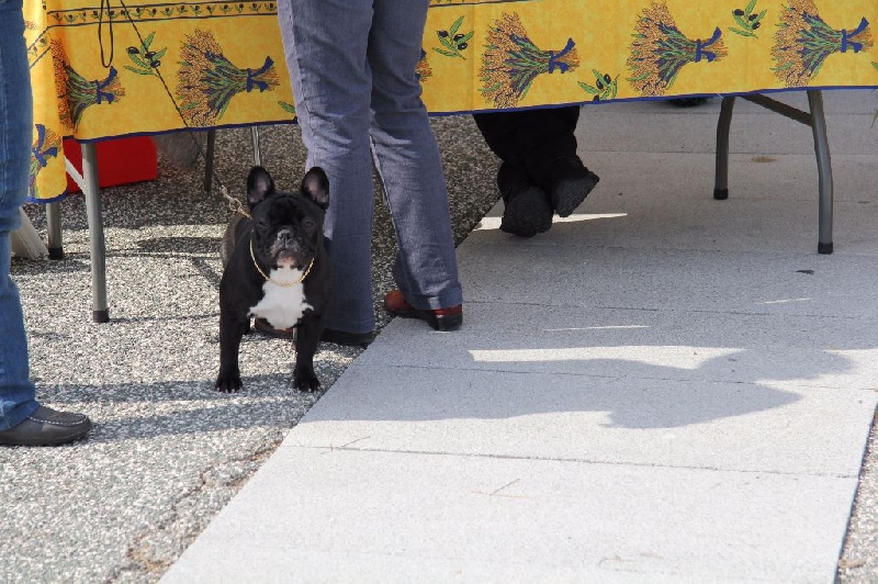 CH. Little diane de molosse Land - 1er excellent - J.BOS - Confirmé - classe jeune