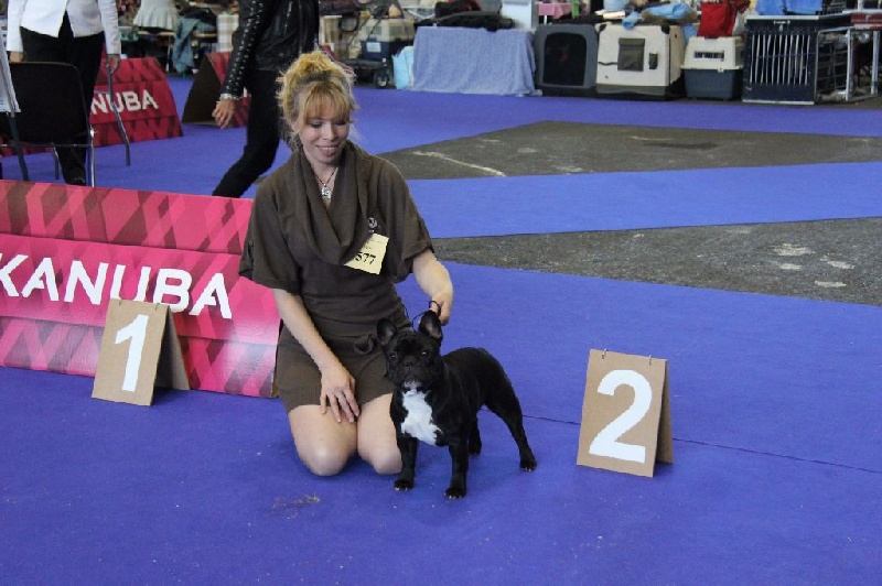 CH. Little diane de molosse Land - 2ème Excellent R.CAC classe intermédiaire