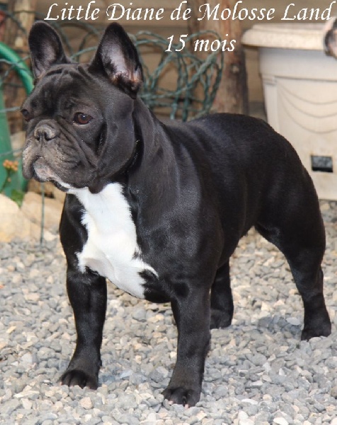 CH. Little diane de molosse Land - 1ère excellent CAC CACIB BOS classe intermédiaire