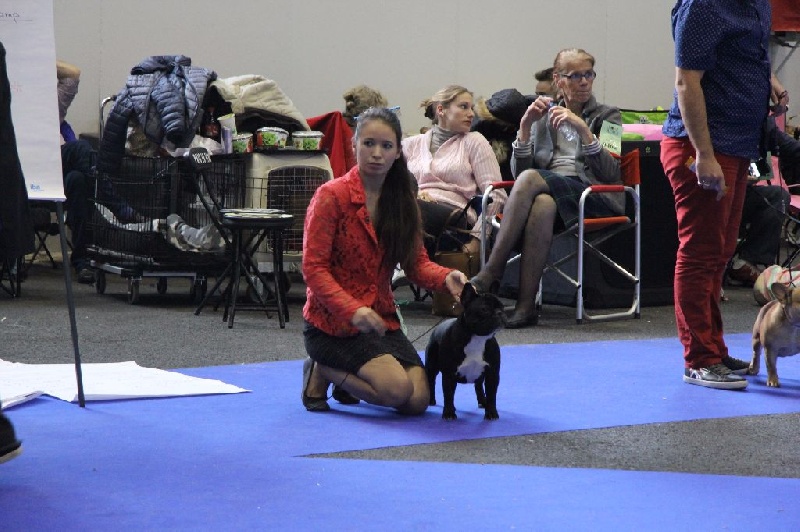 CH. Little diane de molosse Land - 2ème Excellent R.CAC classe intermédiaire