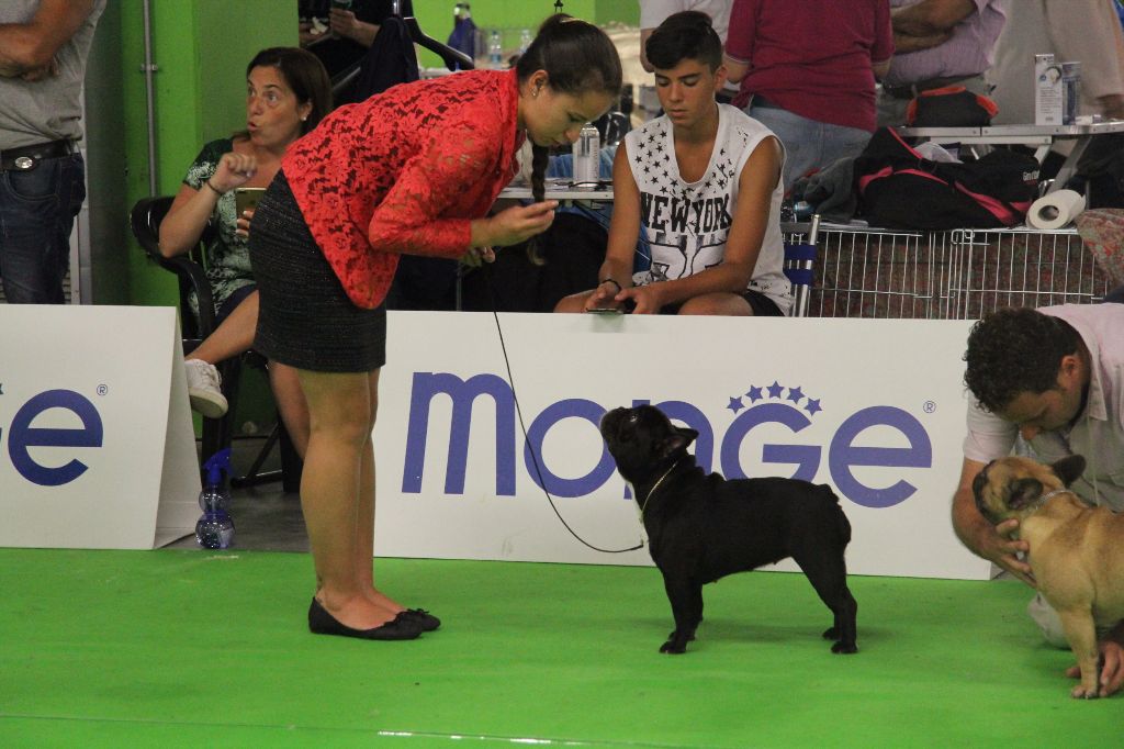 CH. Little diane de molosse Land - 4ème Excellent classe ouverte