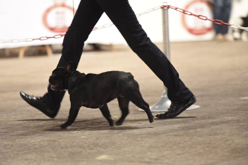 CH. Little diane de molosse Land - 1ère excellent R.CACM R.CACIB classe intermédiaire
