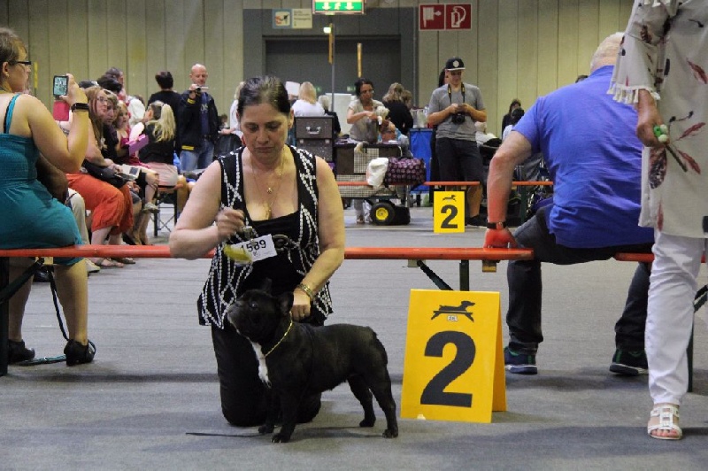 CH. Little diane de molosse Land - 2 ème Excellent R.CACL classe intermédiaire