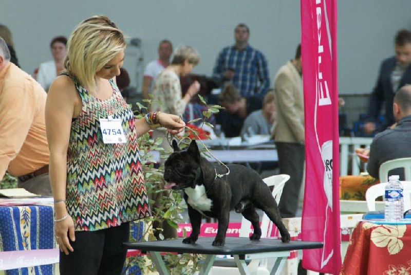 Garet dit zeus de molosse Land - excellent non classé en classe intermédiaire