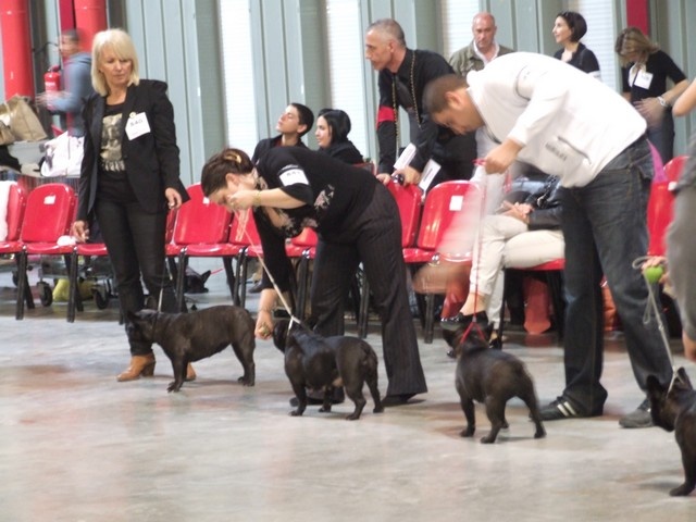 Diane du Vallon de Beaumont - Assez bon non classé en ouverte