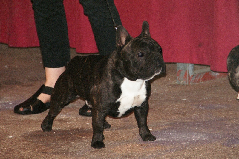 Garet dit zeus de molosse Land - 2ème excellent classe intermediaire