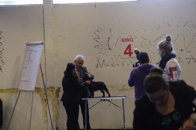 CH. Little diane de molosse Land - 1er Excellent JBOS Qualifié CRUFTS 2016 classe jeune