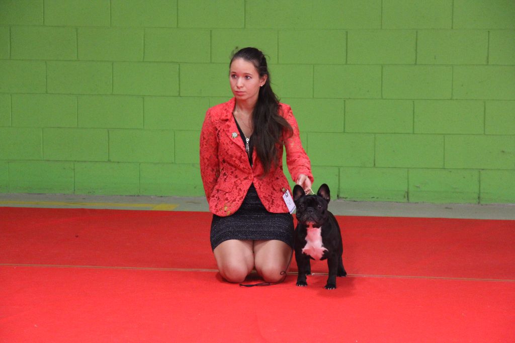 CH. Little diane de molosse Land - 1er excellent CAC classe ouverte