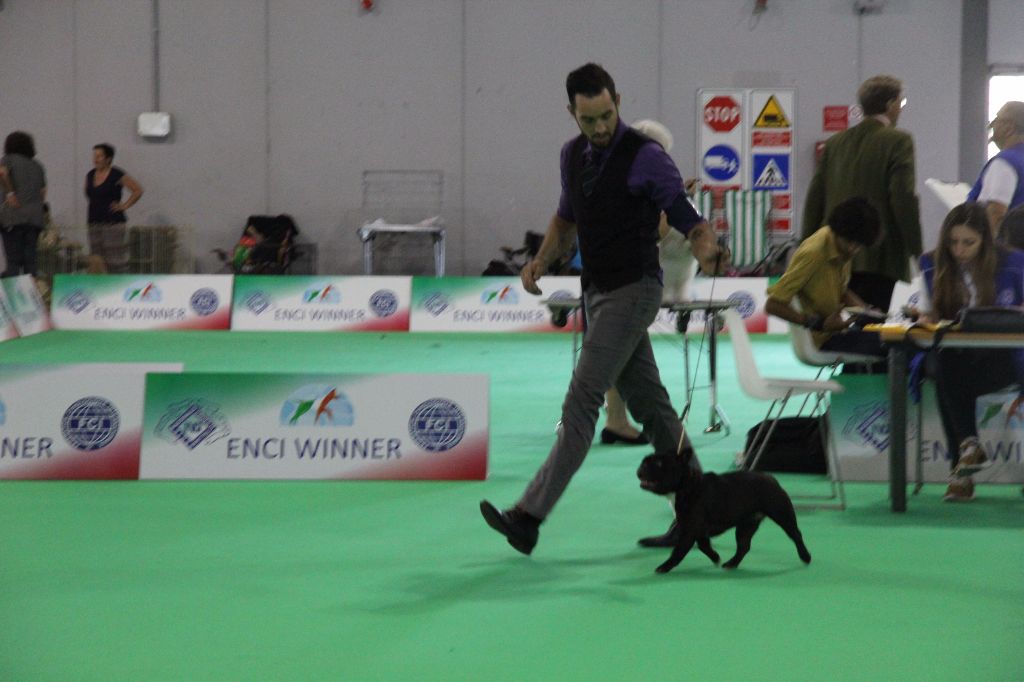 CH. Little diane de molosse Land - 2ème Excellent R.CAC classe ouverte