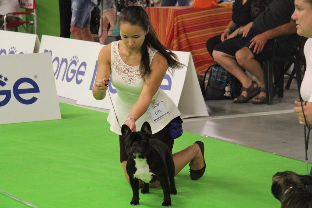 CH. Little diane de molosse Land - 1ere Excellent classe ouverte R.CAC