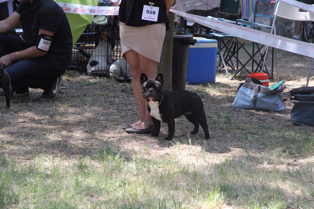 CH. Little diane de molosse Land - 2ème Excellent classe ouverte