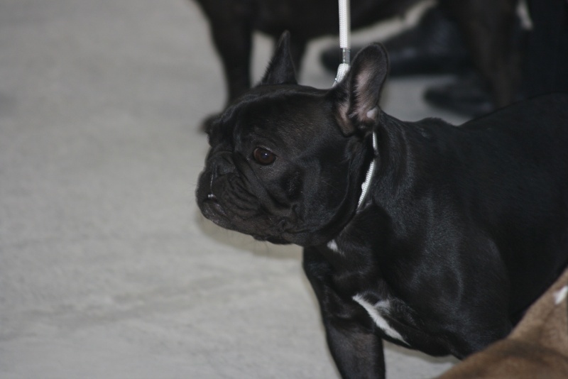 Diane du Vallon de Beaumont - intermediaiare : excellent non classé