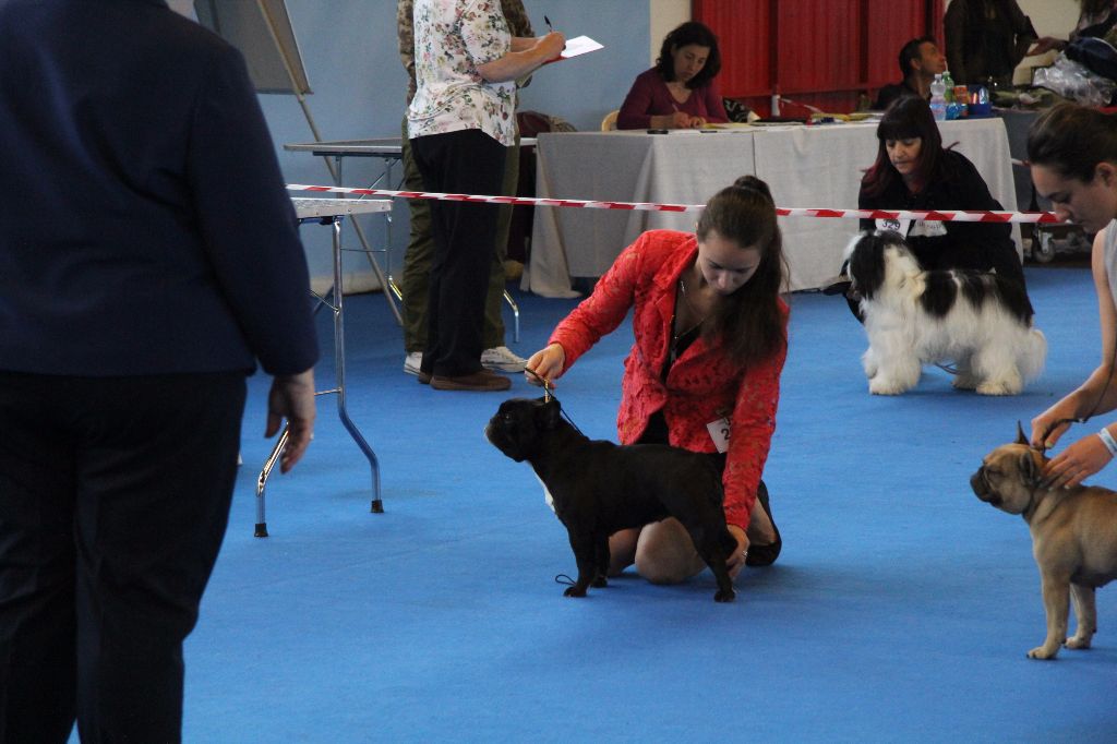 CH. Little diane de molosse Land - 1er Excellent CAC - R.CACIB - Ch San Marino - Qualifié Cruft 2018