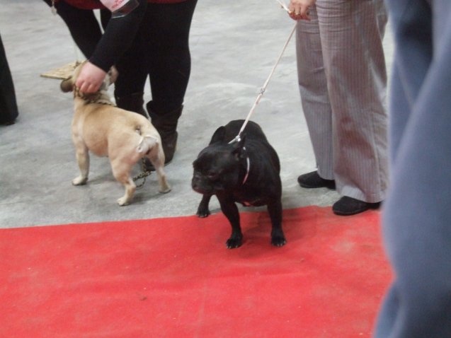 Diane du Vallon de Beaumont - excéllent non classé en classe ouverte