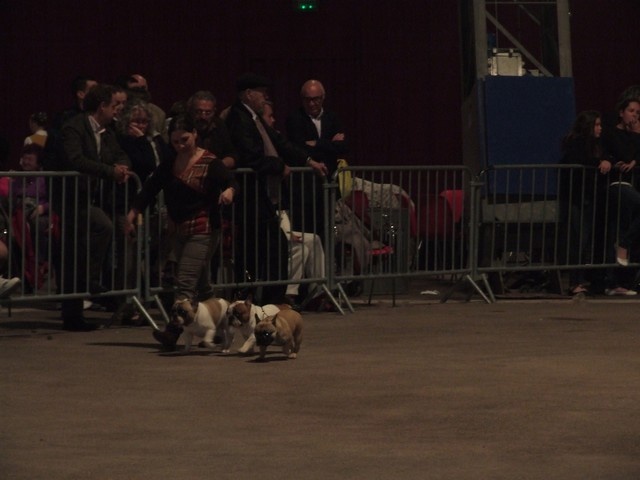 Cosac du Vallon de Beaumont - 1er en lot d'élevage vallon de beaumont