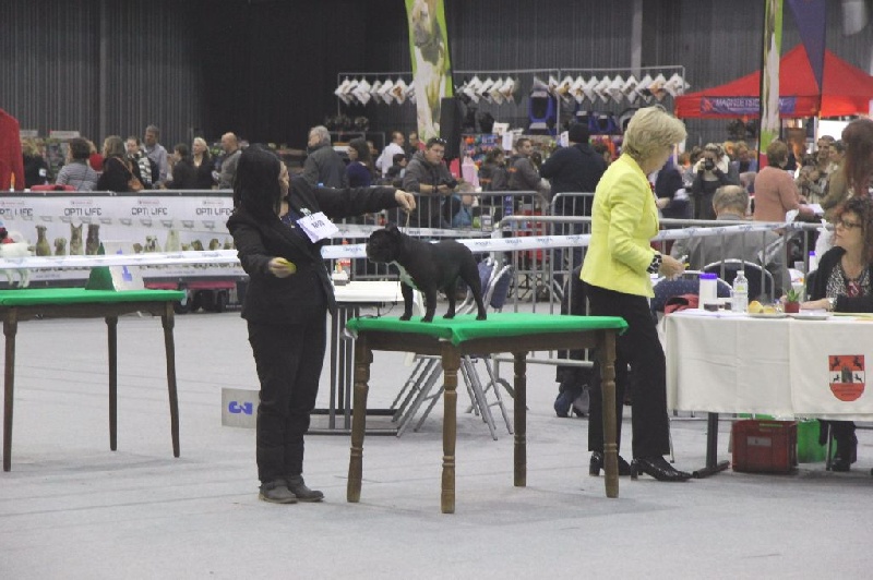 CH. Little diane de molosse Land - 2ème très prometteur classe puppy