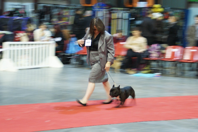 Garet dit zeus de molosse Land - 1er excellent CACS classe ouverte