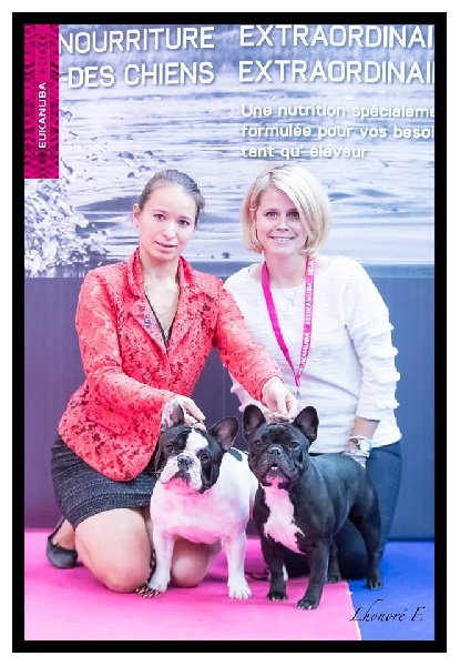 CH. Little diane de molosse Land - 1er excellent CAC CACIB classe intermediaire