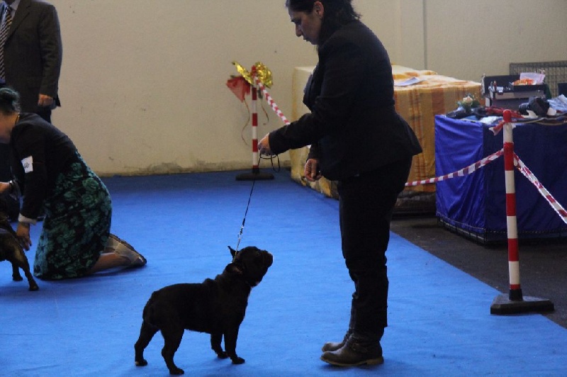 CH. Little diane de molosse Land - 1er Excellent BOJ Qualifié CRUFTS 2016 classe jeune